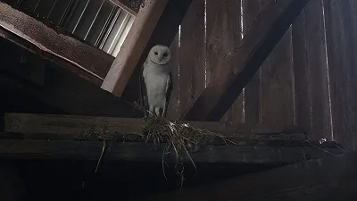 Сова