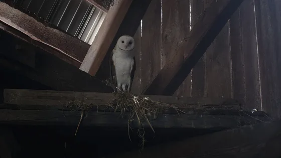 Сова